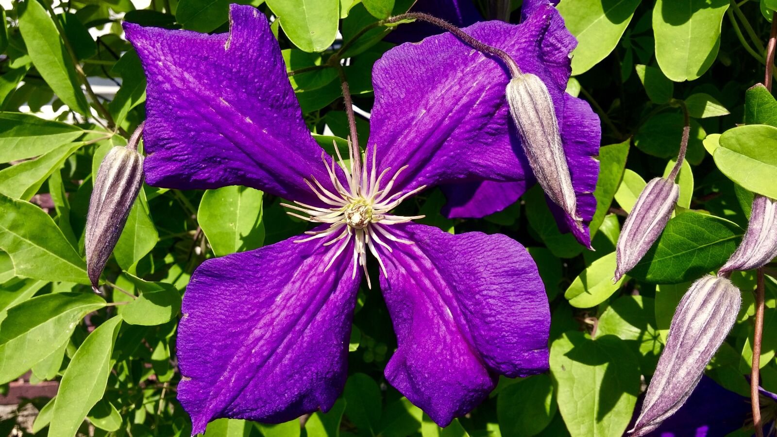 LG G3 sample photo. Clematis, purple, petals photography