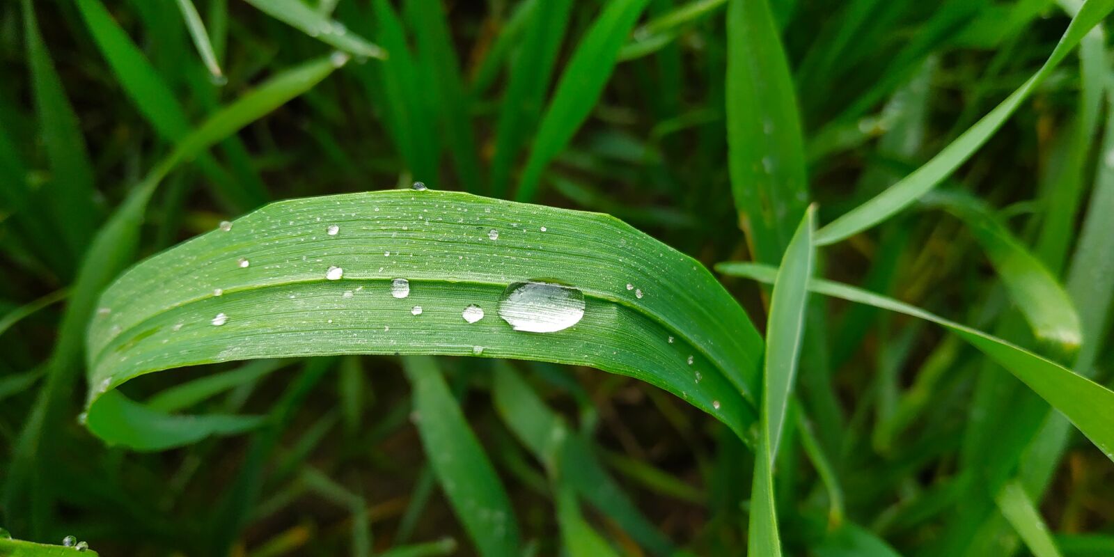 Xiaomi Redmi Note 5 sample photo. Grass, dew, green grass photography
