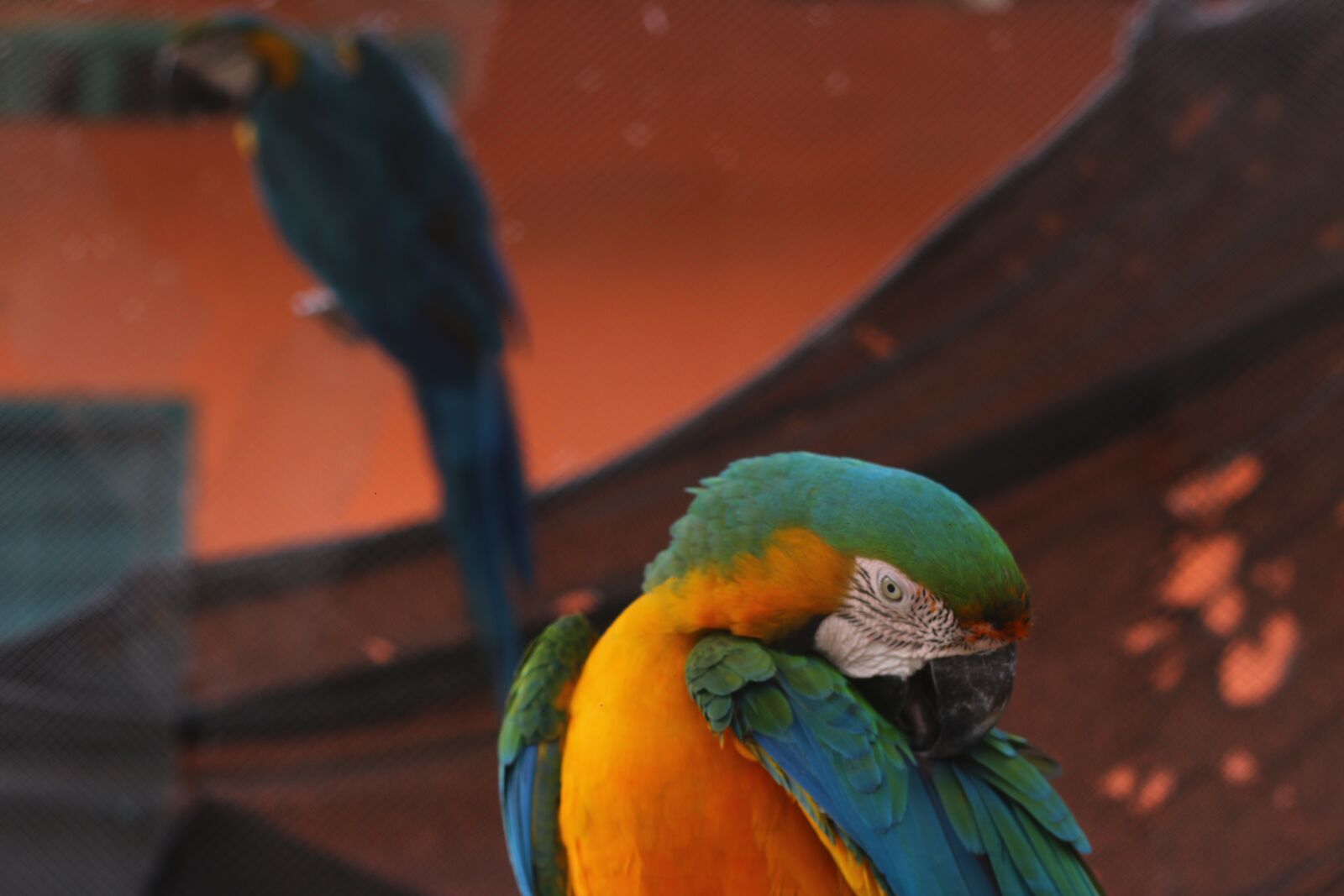 Canon EF 50mm F1.8 II sample photo. Parrot, animals, loro photography