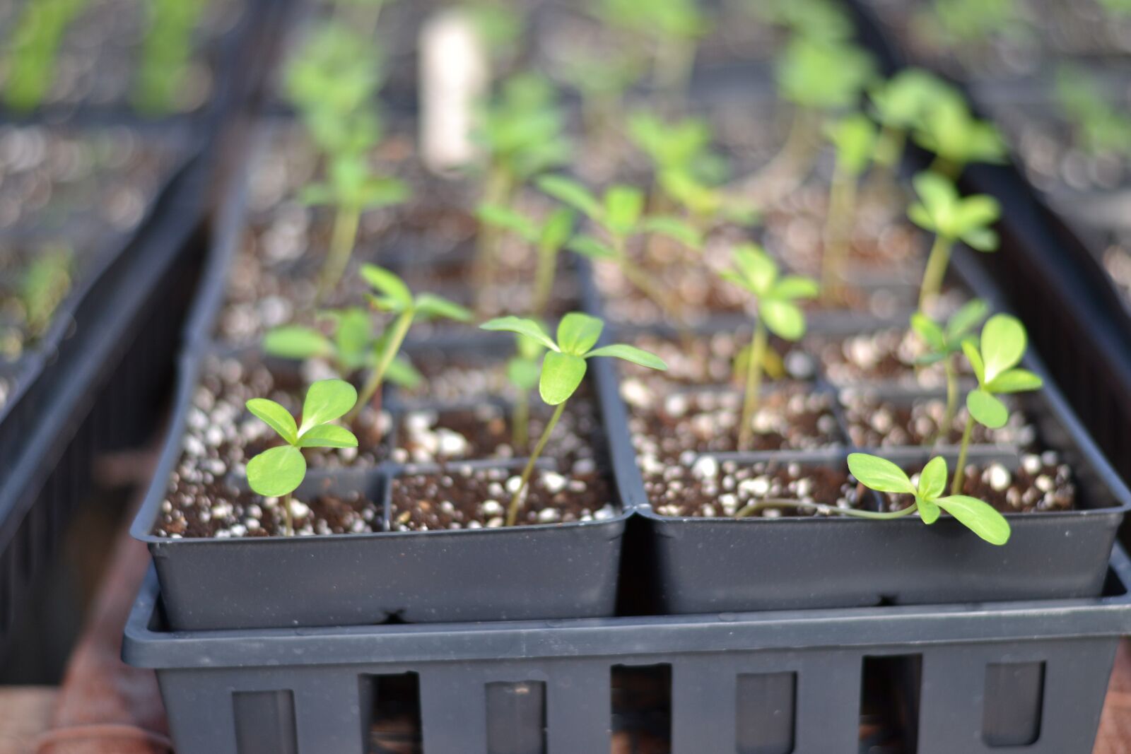 Nikon D3100 sample photo. Sprouts, seedling, growth photography