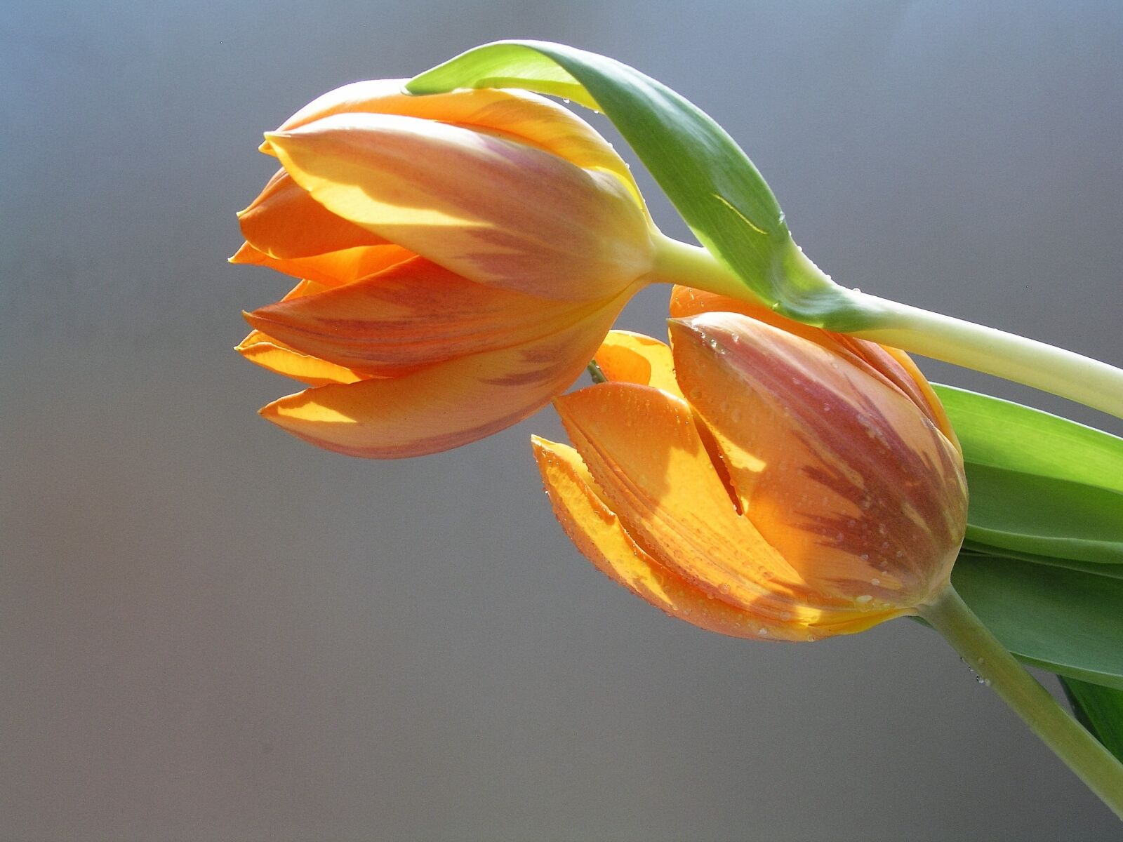 Olympus C5050Z sample photo. Tulips, flower, bloom photography