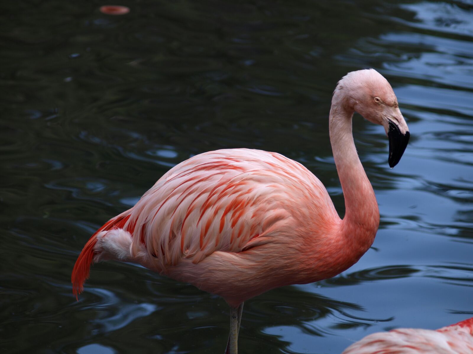 Olympus E-510 (EVOLT E-510) sample photo. Flamingo, red, bird photography