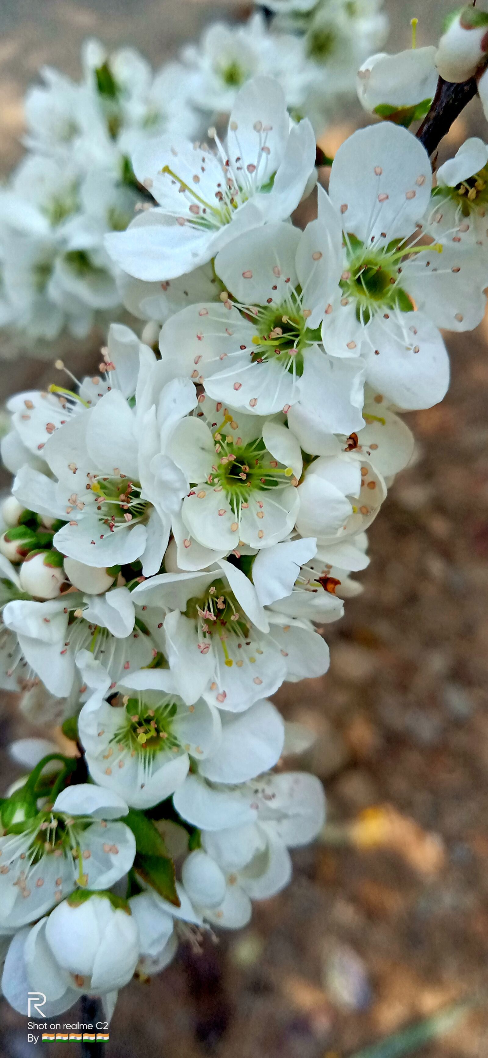 Realme C2 sample photo. White, flowers, nature photography