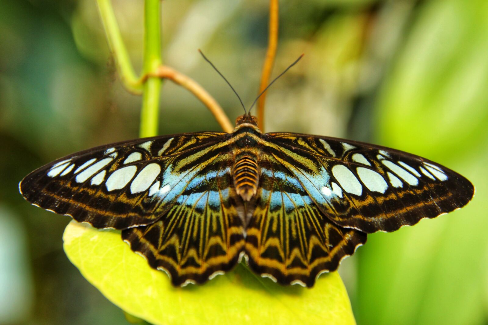 Canon EOS 1300D (EOS Rebel T6 / EOS Kiss X80) sample photo. Clipper, sailor, butterfly photography