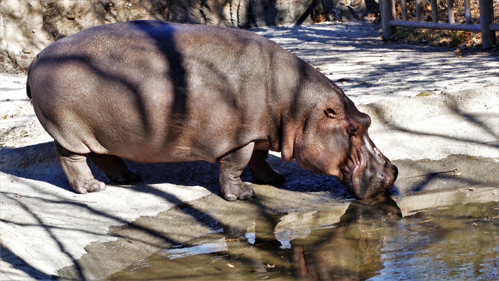 Panasonic Lumix DMC-FZ1000 sample photo. Hippo, animal, hippopotamus photography