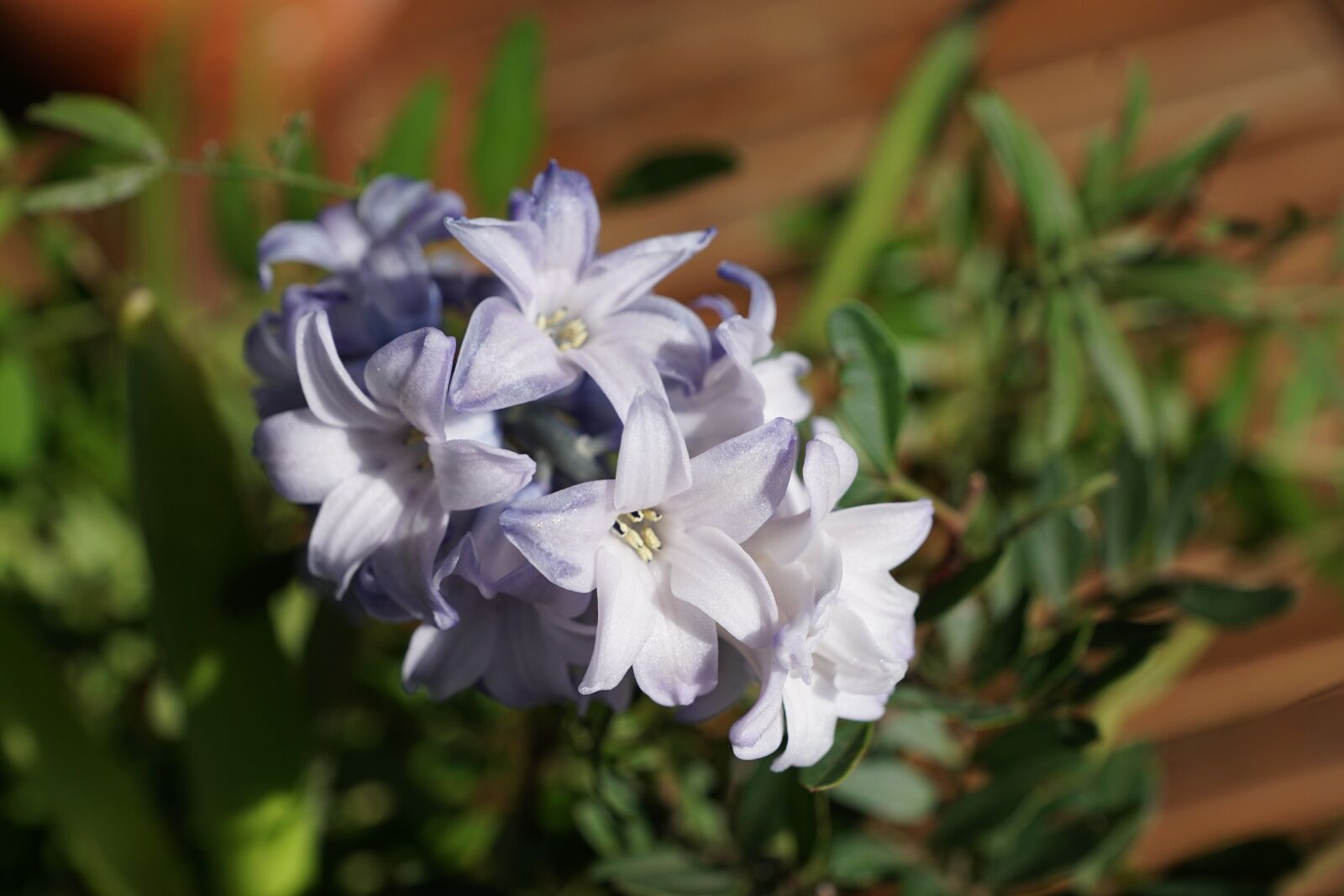 Sony ILCA-77M2 sample photo. Hyazinth, flower, blue photography