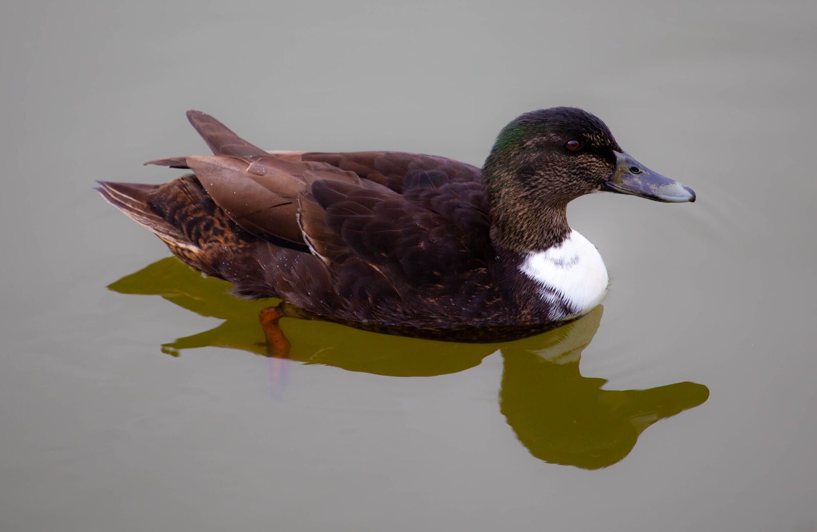 Canon EOS 5D Mark II sample photo. Black headed duck, black photography