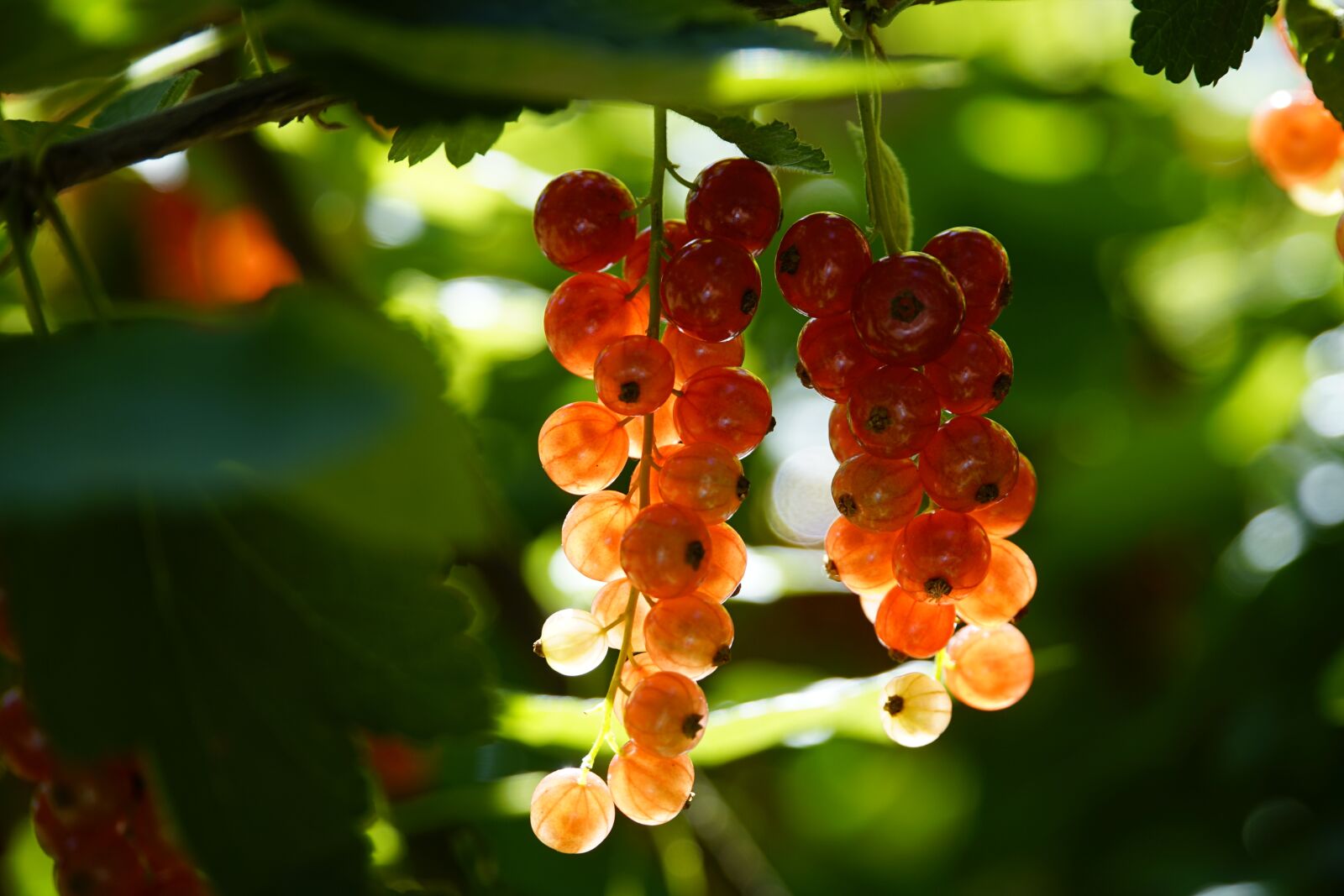Sony a7R II sample photo. Red currant, july, summer photography
