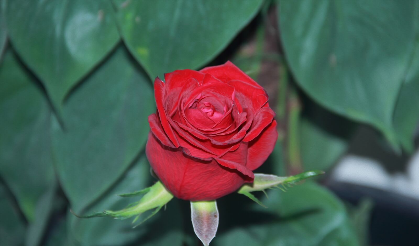 Canon EOS 60D sample photo. Nature, flower, leaf photography