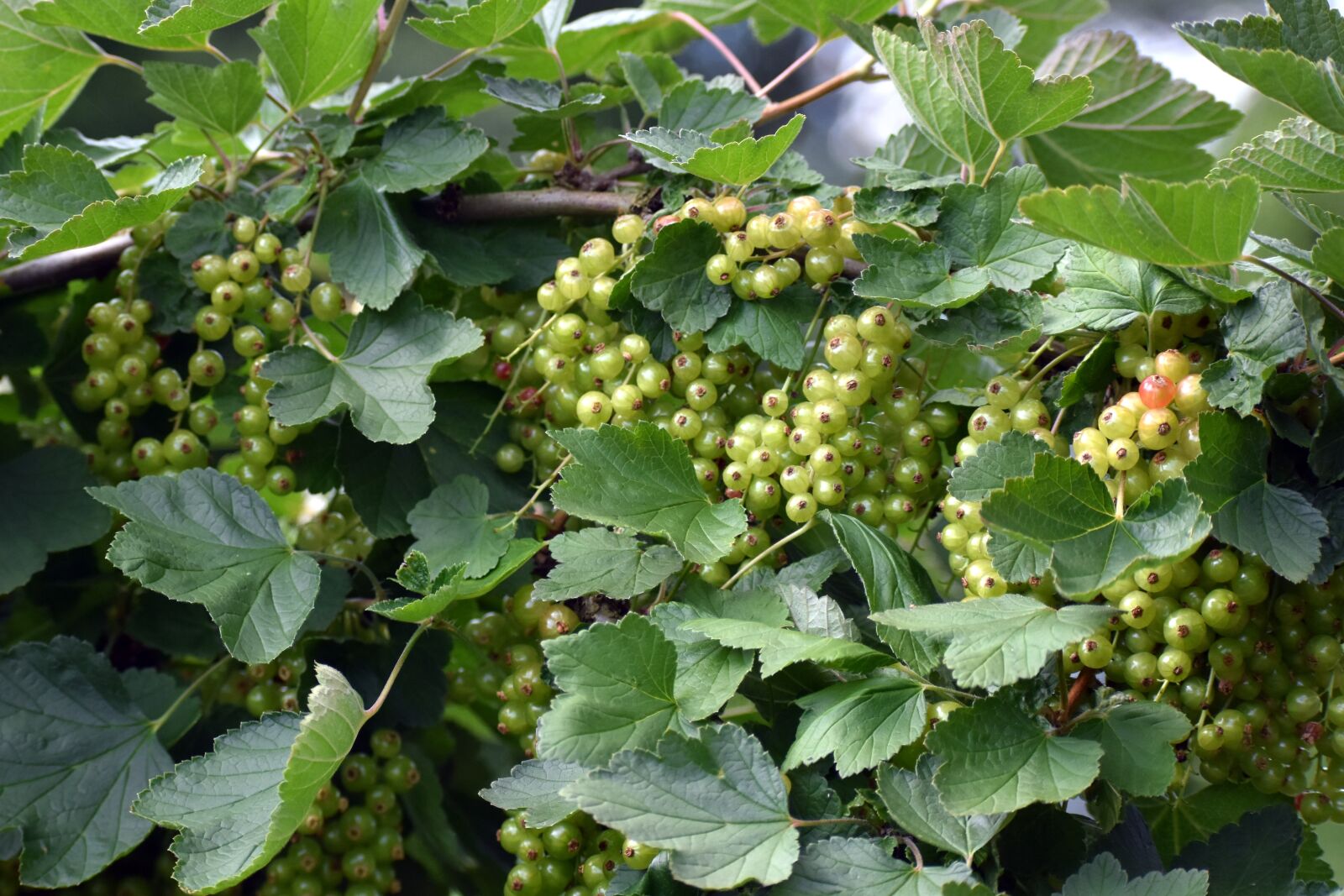 Nikon D3500 sample photo. Currants, unripe currant, gooseberry photography