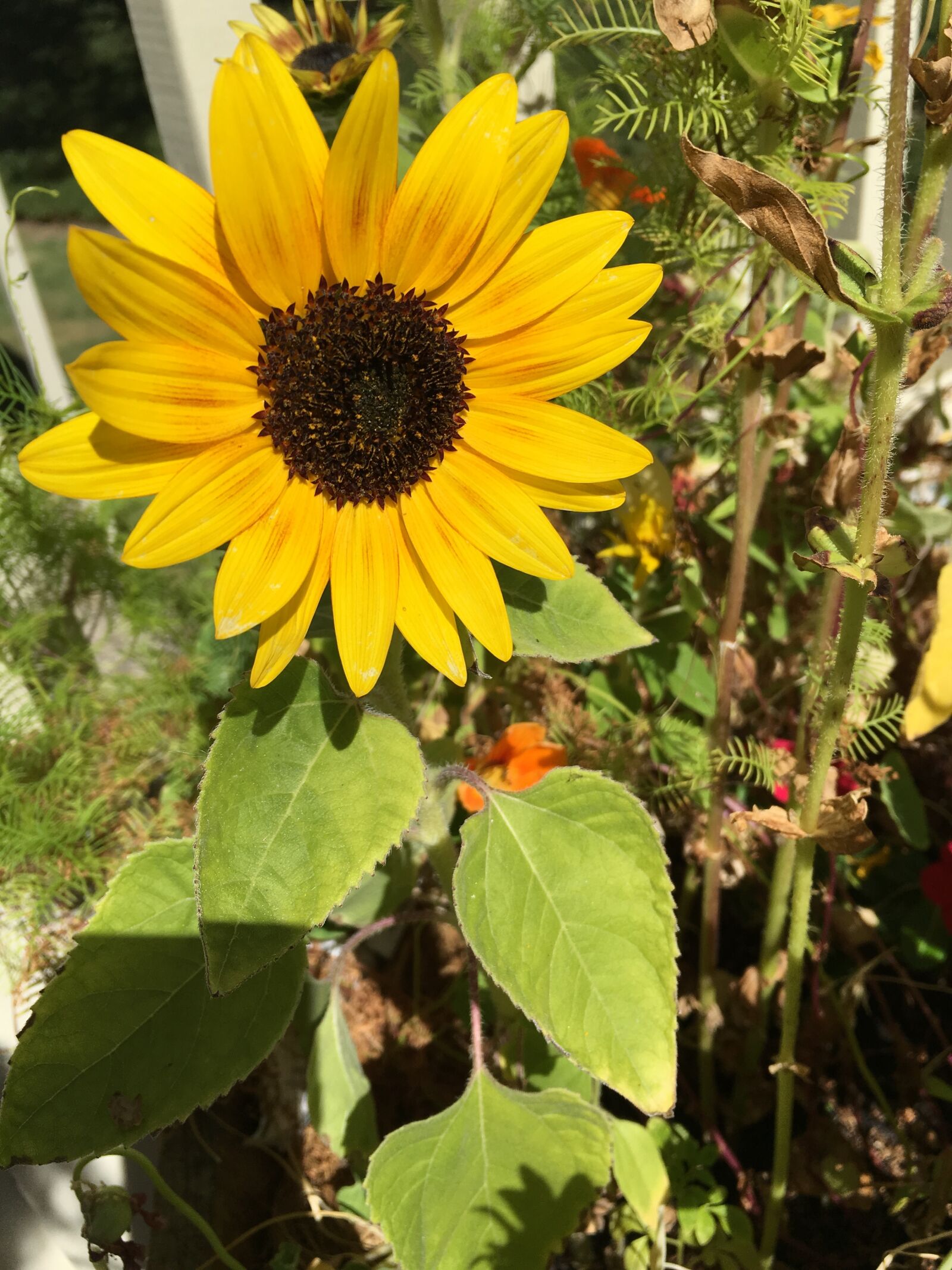 Apple iPhone 6s Plus sample photo. Nature, flora, flower photography