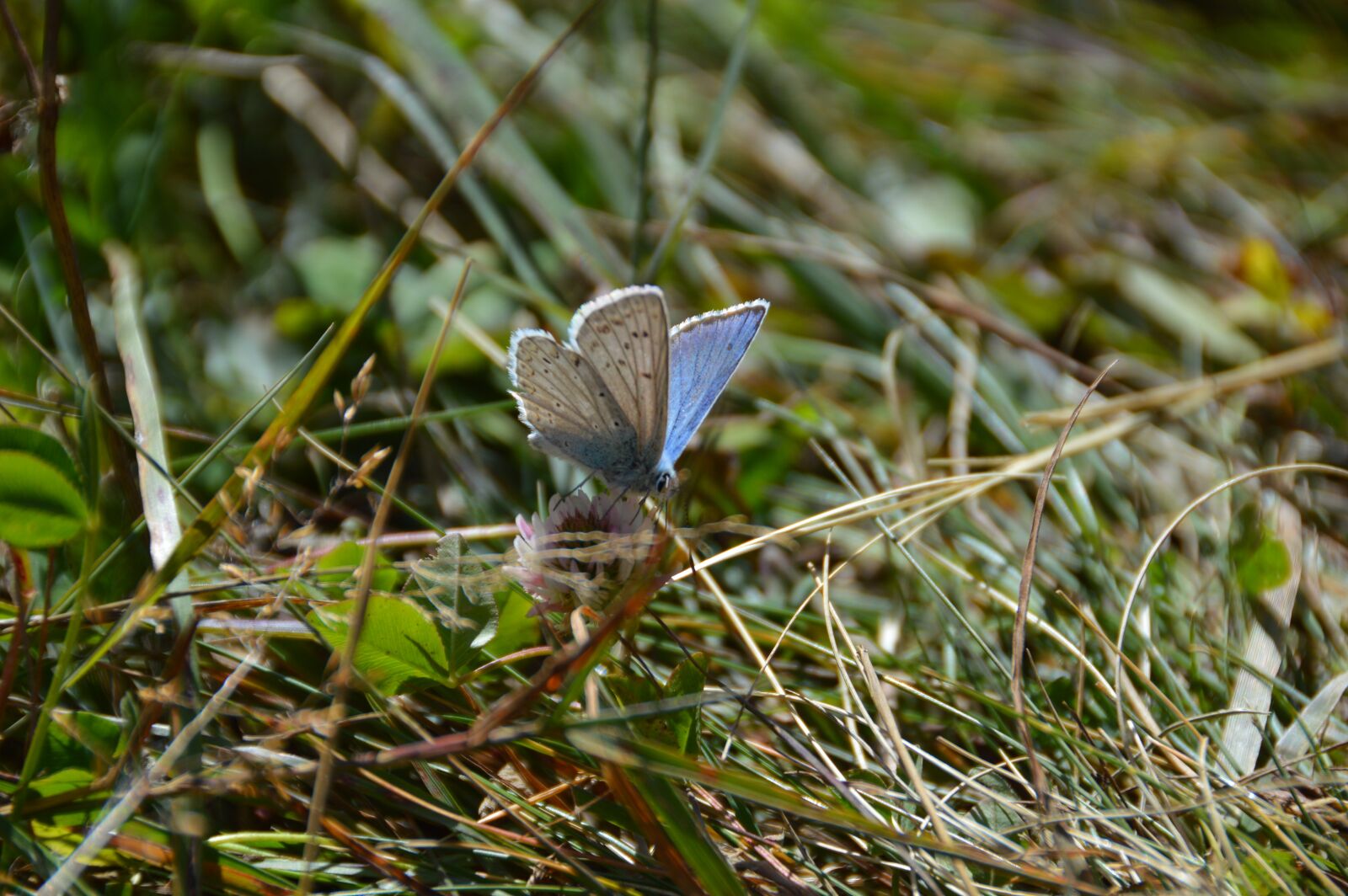 Nikon D3200 sample photo. Butterfly, blue, butterflies photography
