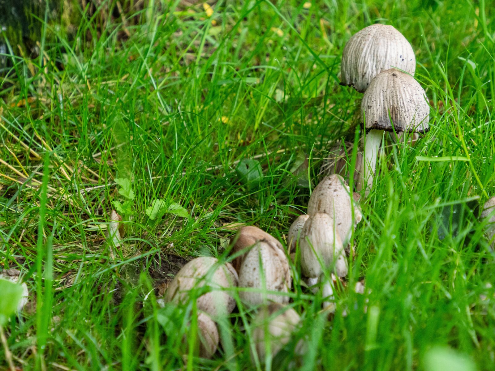 Olympus M.Zuiko Digital ED 12-200mm F3.5-6.3 sample photo. Grass, fungus, nature photography