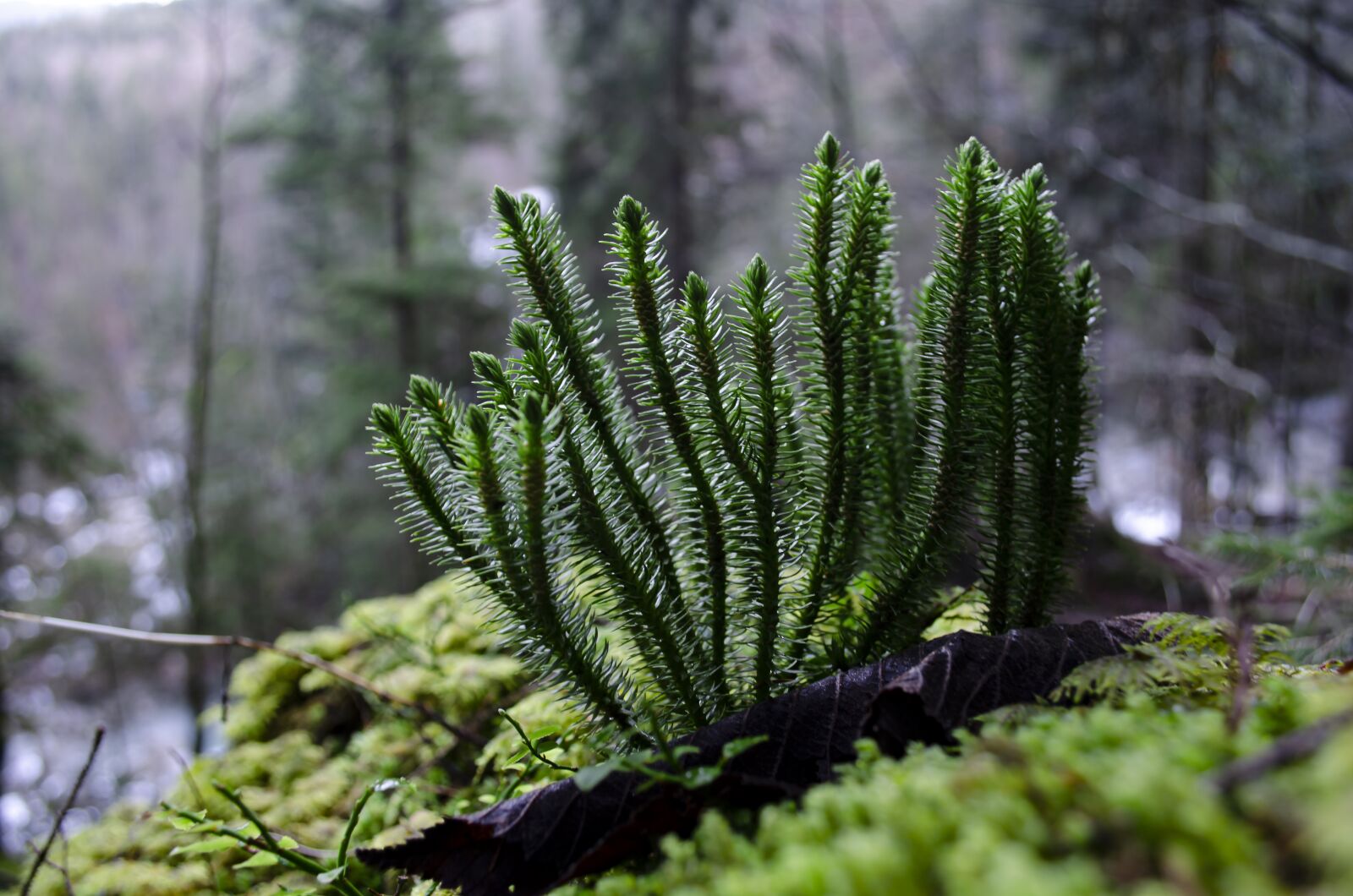 Nikon D7000 sample photo. Landscape, autum, nature photography
