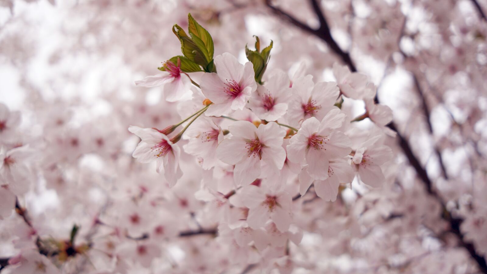 Sony a5100 + Sony E 20mm F2.8 sample photo. Cherry blossom, spring, flowers photography
