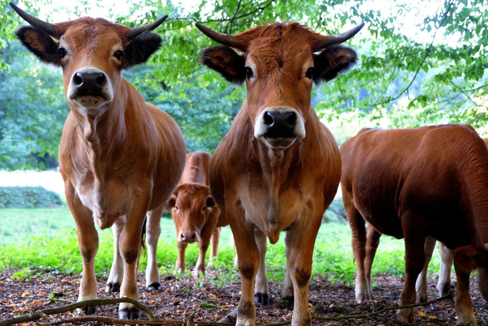 Fujifilm X-T20 sample photo. Cattle, animal, meadow photography