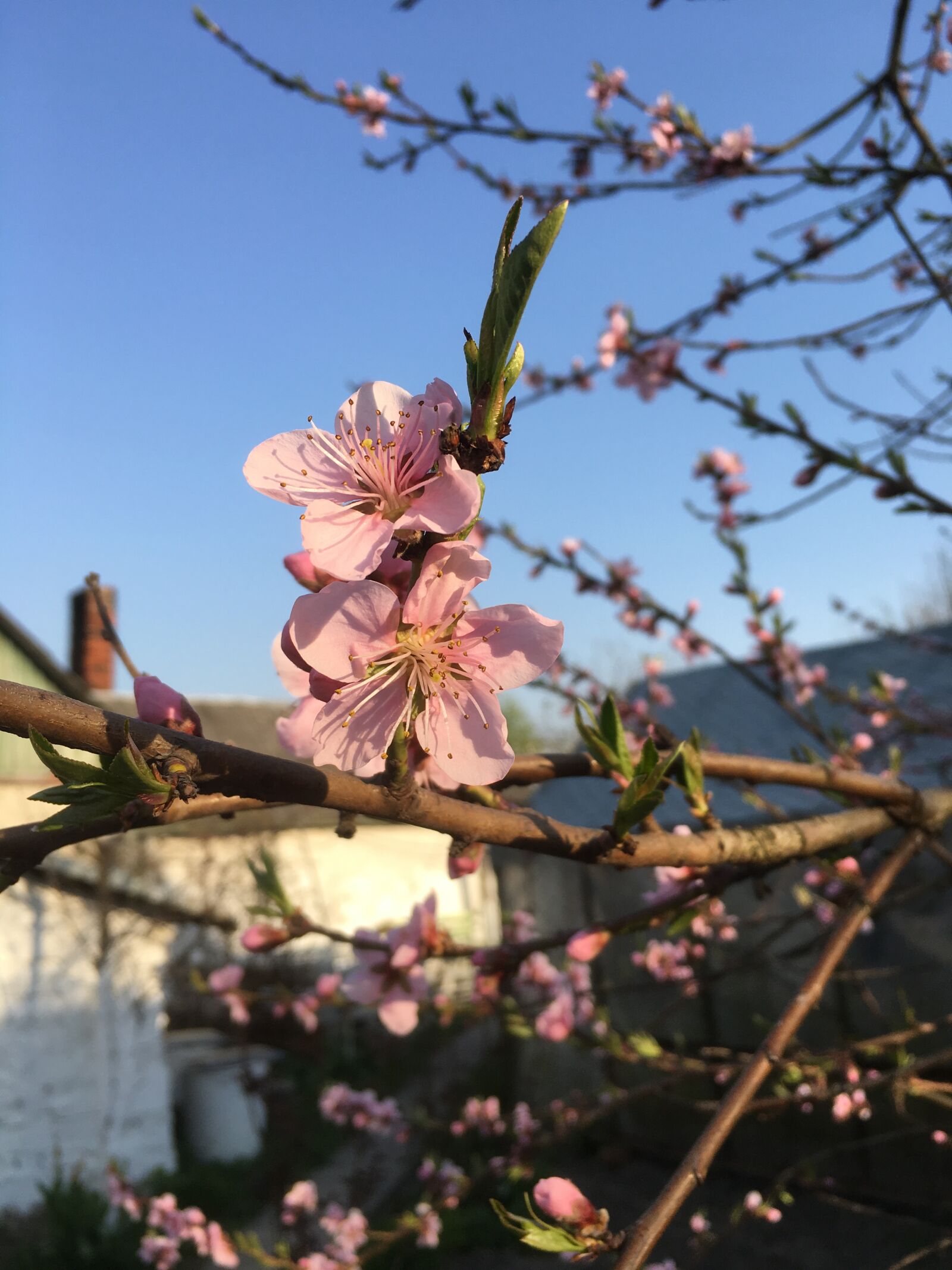 Apple iPhone 6s Plus sample photo. Spring, flowers, pink photography
