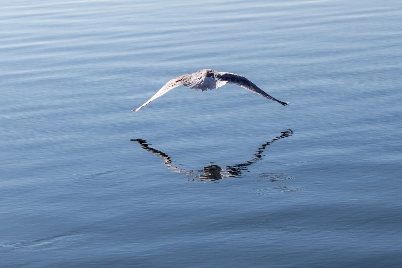 Canon EOS 600D (Rebel EOS T3i / EOS Kiss X5) sample photo. Seagull photography