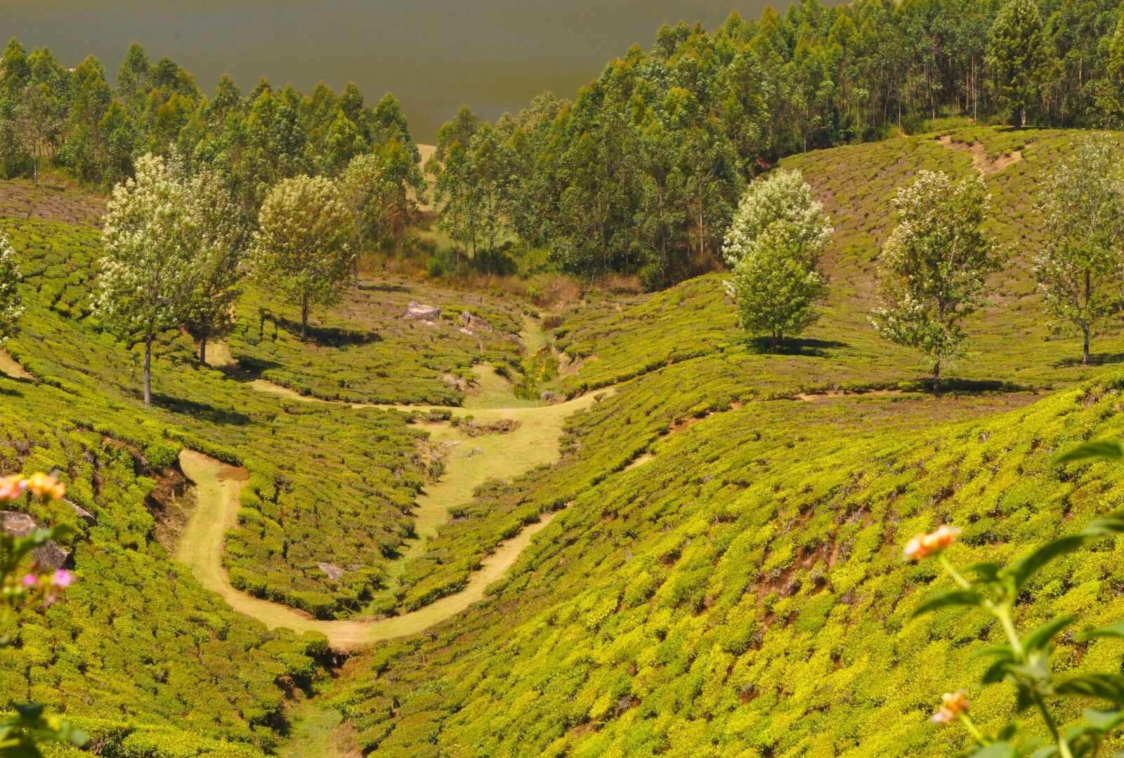 Sony SLT-A37 sample photo. Tea plantation, mountain, agriculture photography