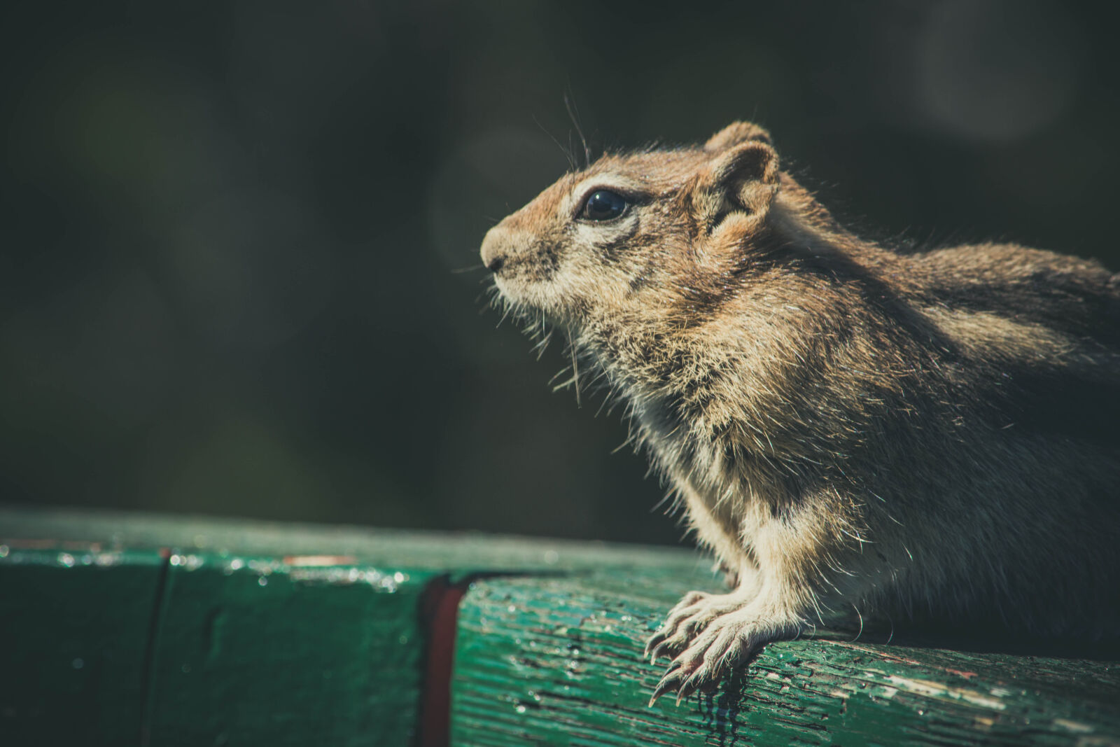 Nikon D5200 sample photo. Animal, chipmunk, close, up photography