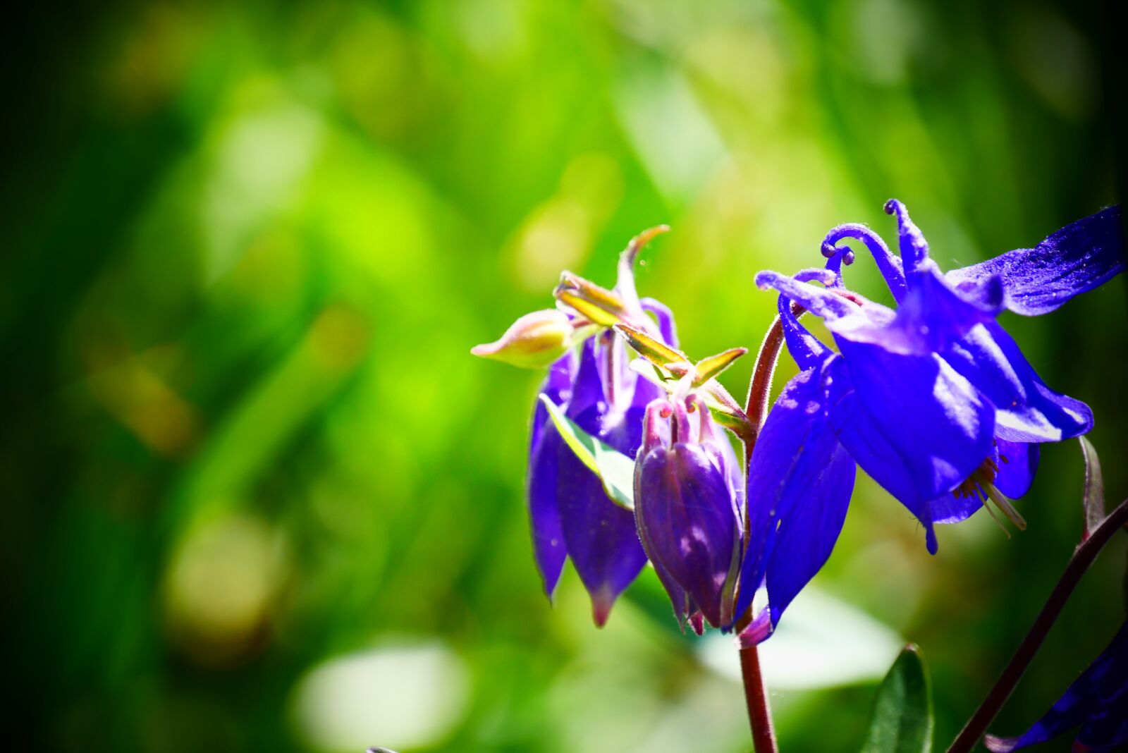 Panasonic Lumix DMC-G85 (Lumix DMC-G80) sample photo. Flower, flowers, pollen photography