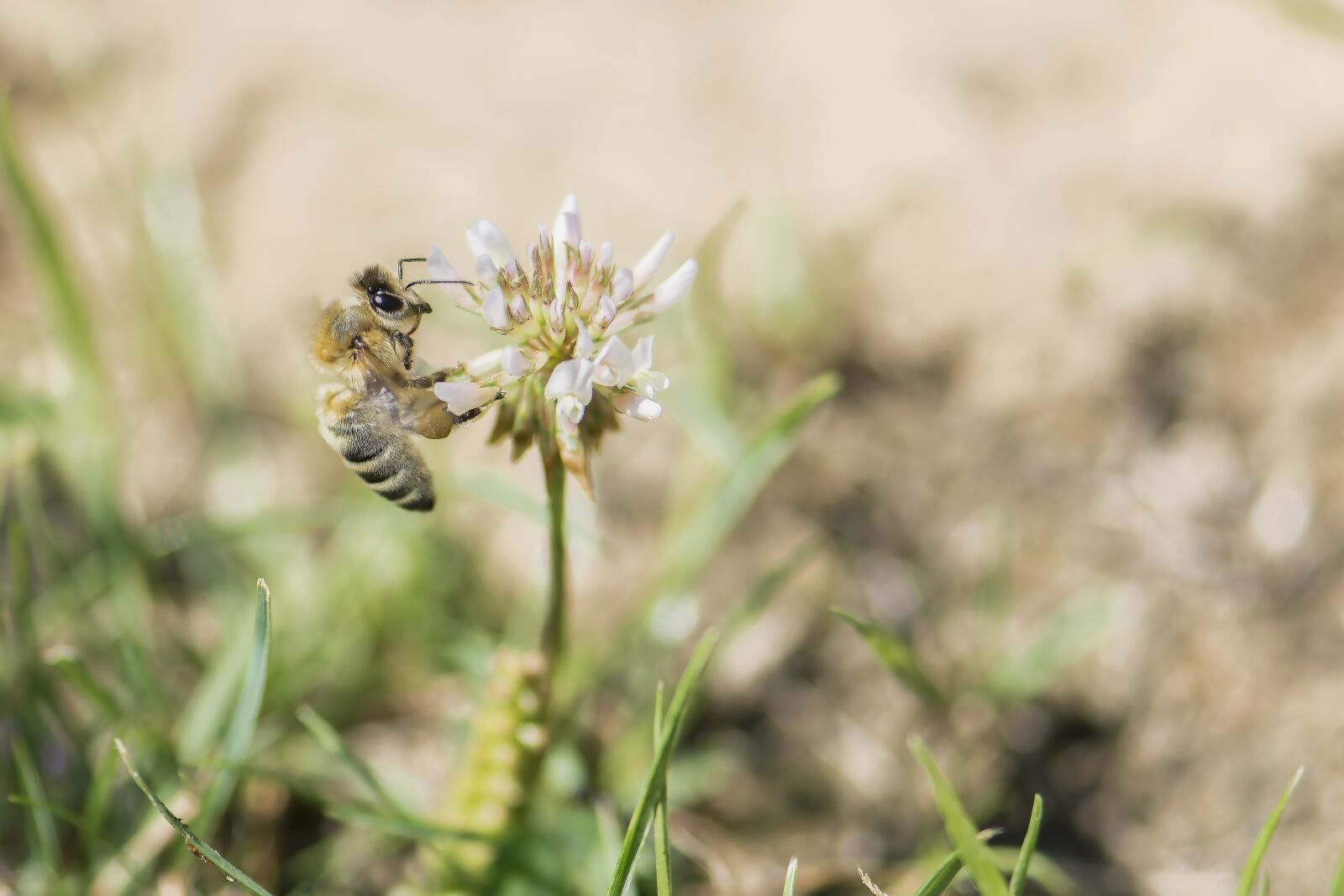 Nikon D7100 sample photo. Bee, meadow, blossom photography