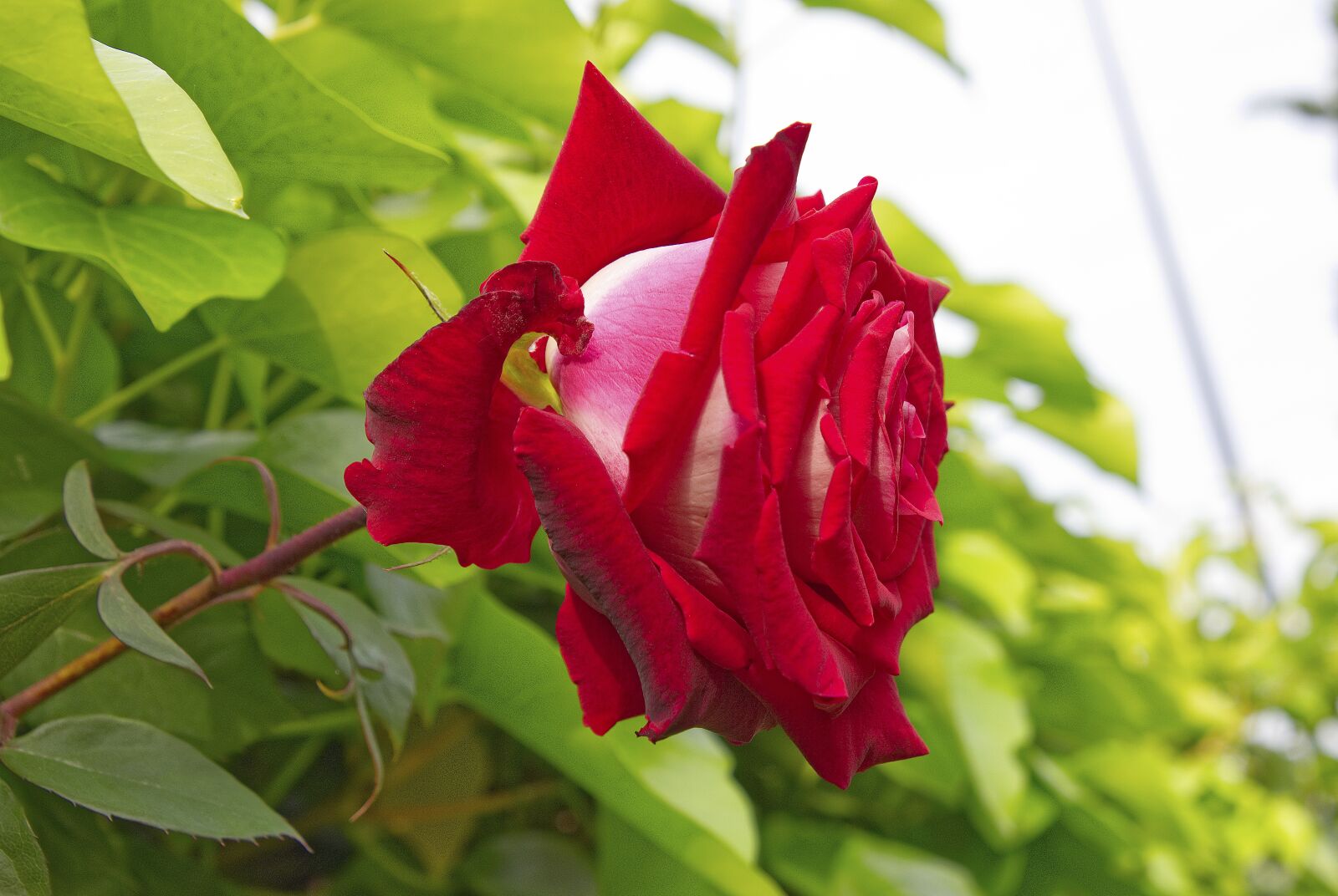 Nikon D7200 sample photo. Rosa, garden, pink petals photography