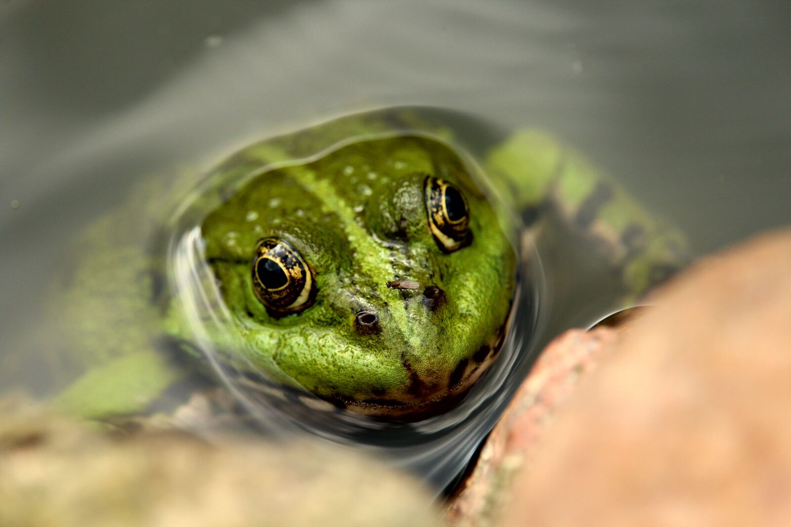 Canon EOS 1200D (EOS Rebel T5 / EOS Kiss X70 / EOS Hi) sample photo. Frog pond, water, frog photography
