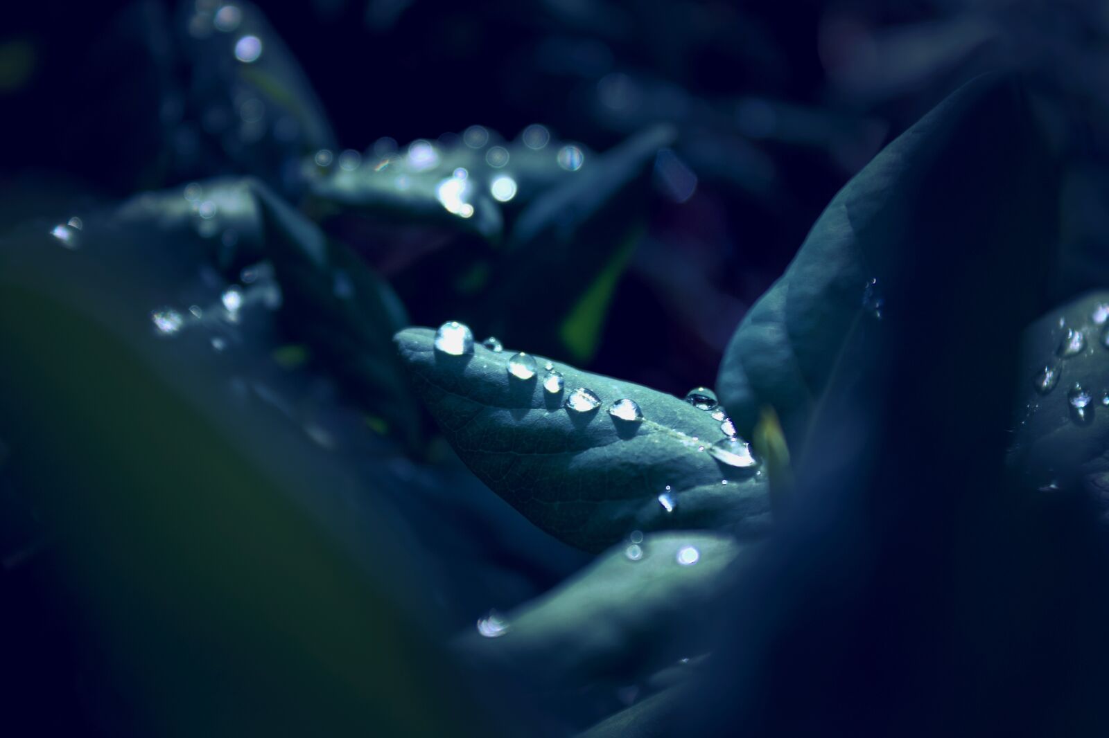 Canon EOS 1300D (EOS Rebel T6 / EOS Kiss X80) sample photo. Raindrop, leaf, macro photography