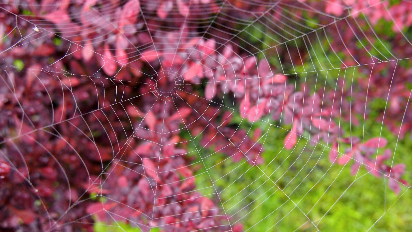 Olympus PEN E-PL6 sample photo. Nature, closeup, sprig photography