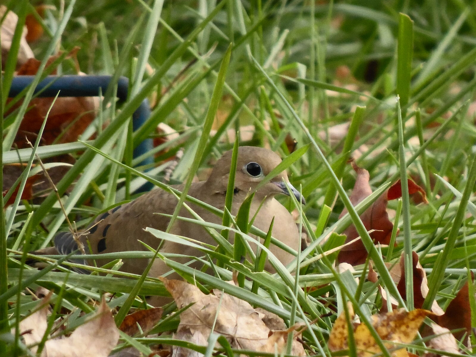 Samsung WB2200F sample photo. Bird, dove, morning, dove photography