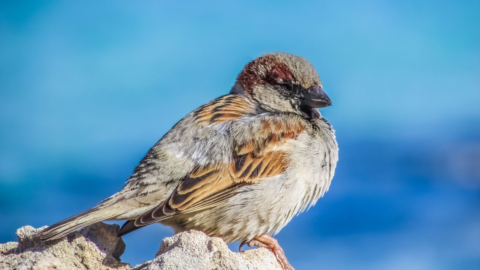 Canon PowerShot SX400 IS sample photo. Sparrow, bird, wildlife photography