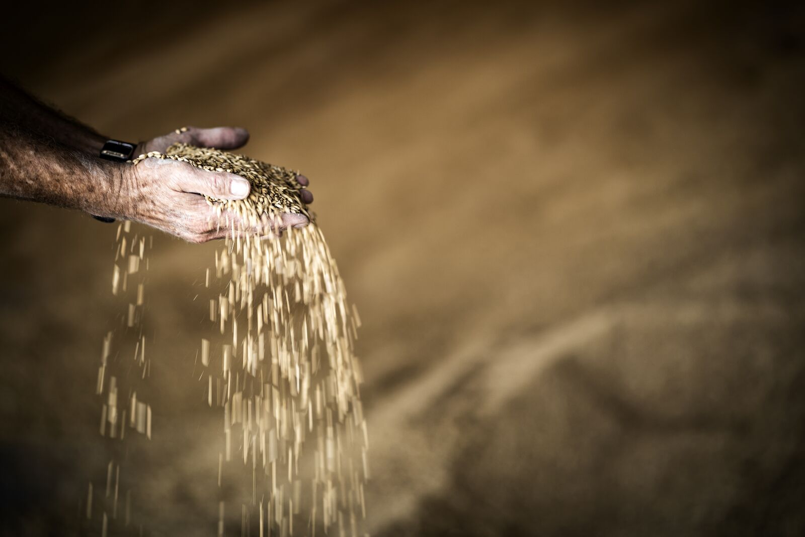 Sony a7 III + Sony FE 85mm F1.8 sample photo. Hand, grain, yellow photography
