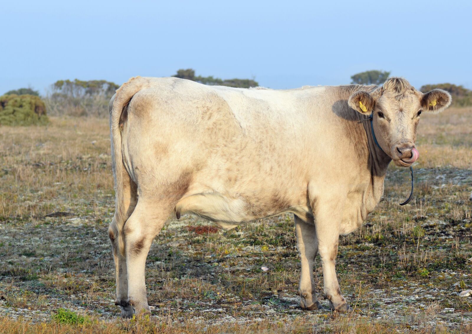 Nikon D5300 sample photo. Calf, cattle, bovine photography