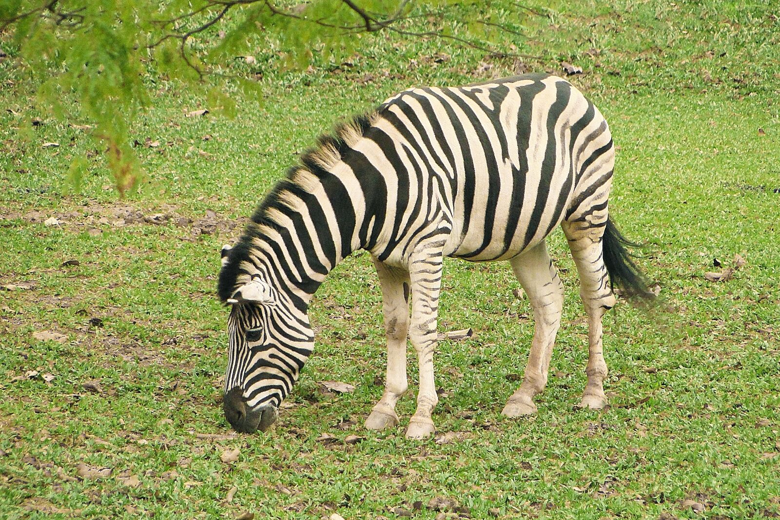 Sony Cyber-shot DSC-HX1 sample photo. Zebra, animal, nature photography