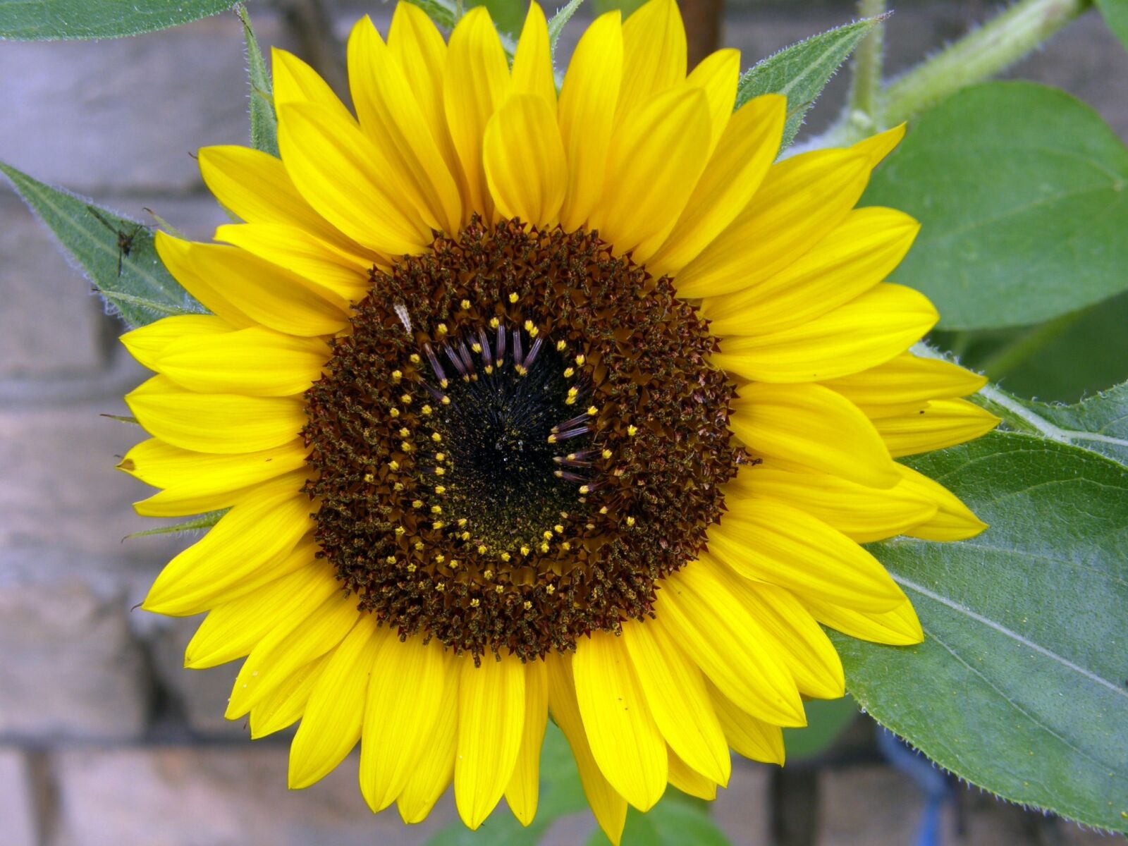 Olympus SP550UZ sample photo. Sunflower, yellow, flower photography
