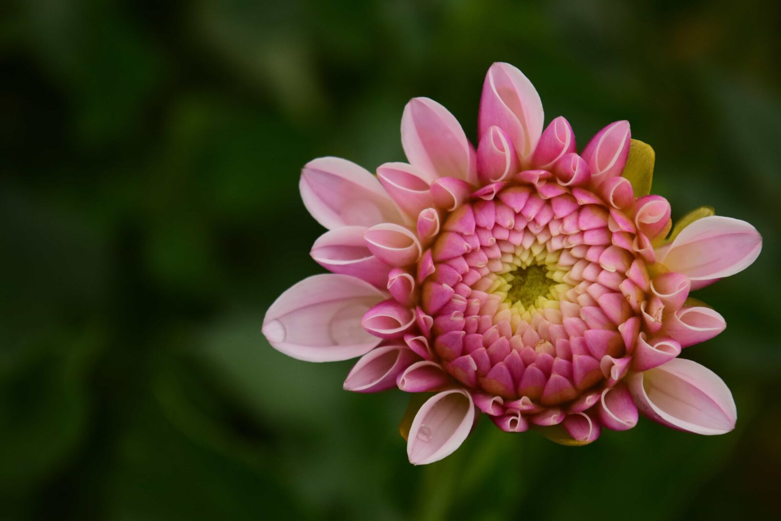 Nikon D3300 sample photo. Flower, petal, pistil, garden photography