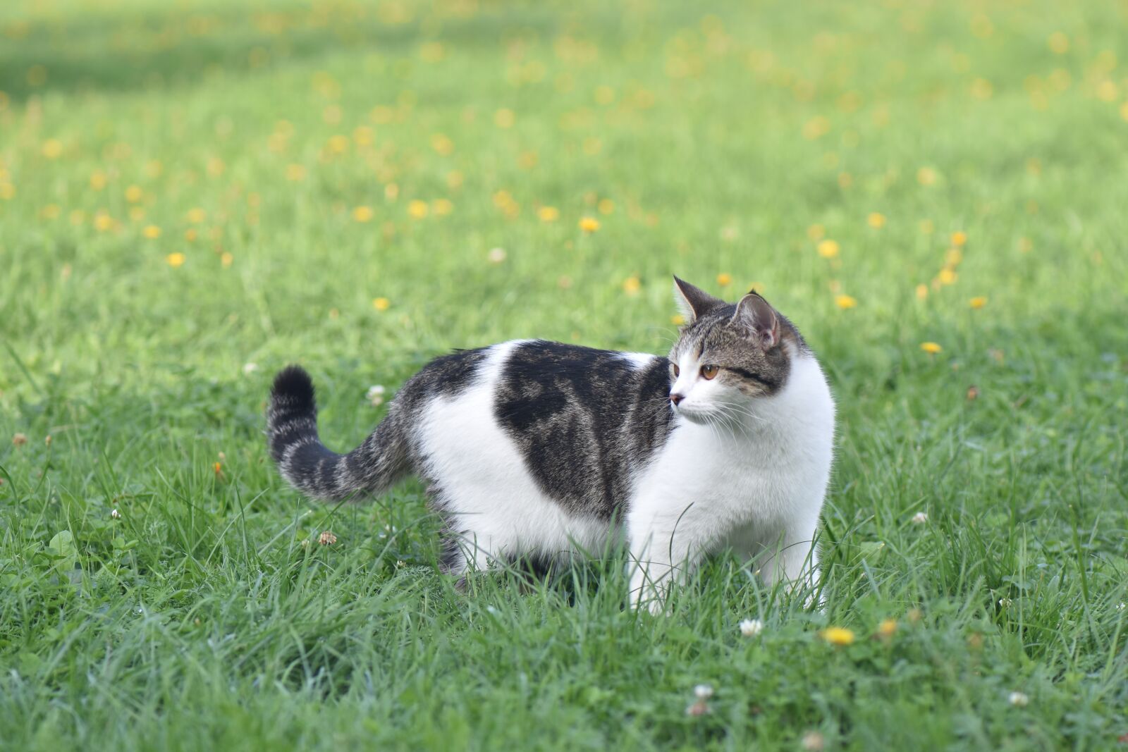 Nikon D7200 sample photo. Cat, animals, pet photography