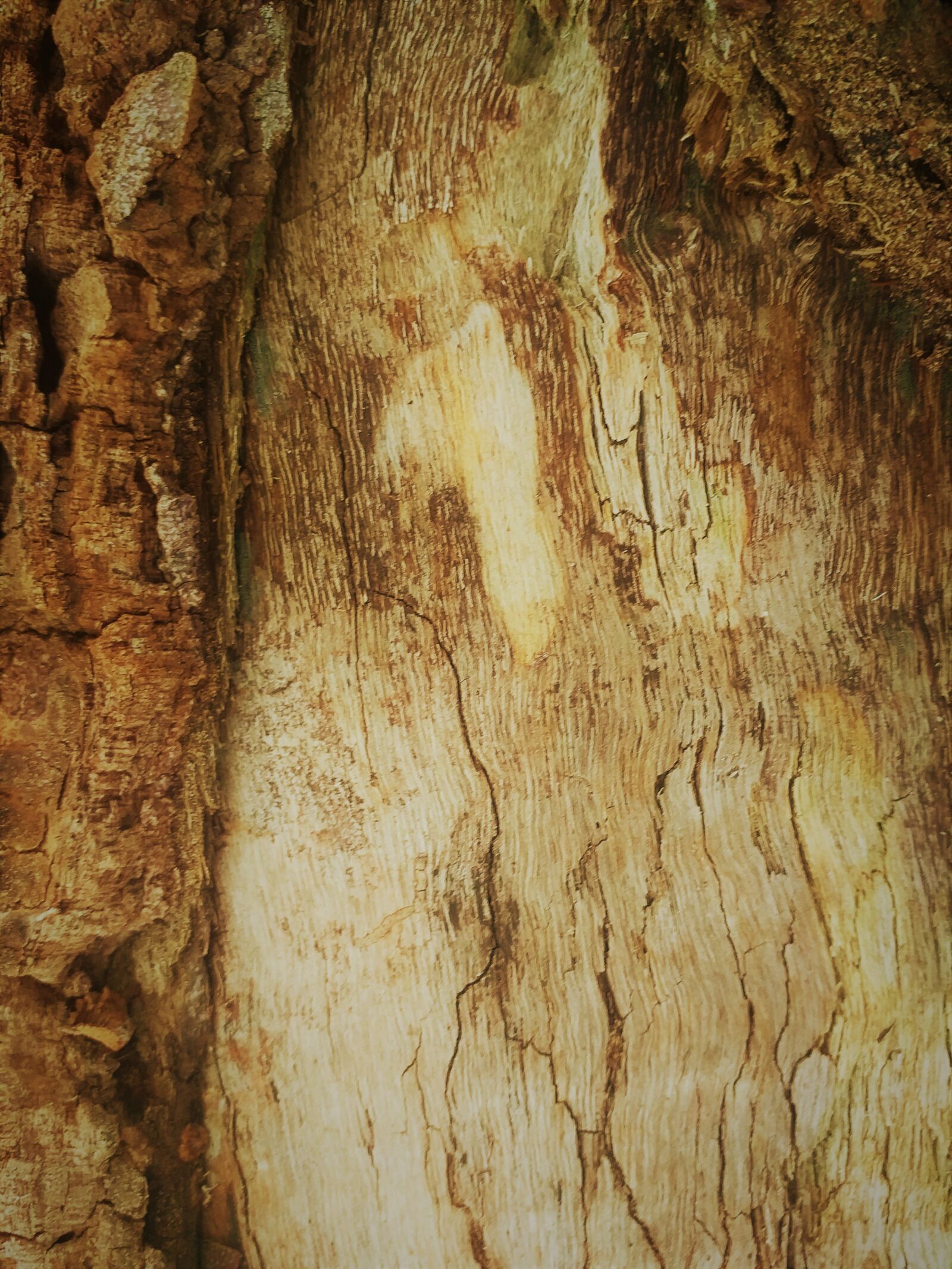 Samsung Galaxy J6+ sample photo. Trunk, nature, spring photography