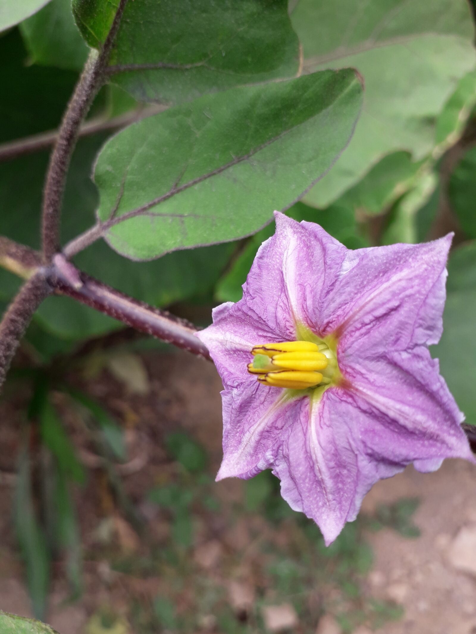 Samsung Galaxy J6 sample photo. Flower, garden, aubergine photography