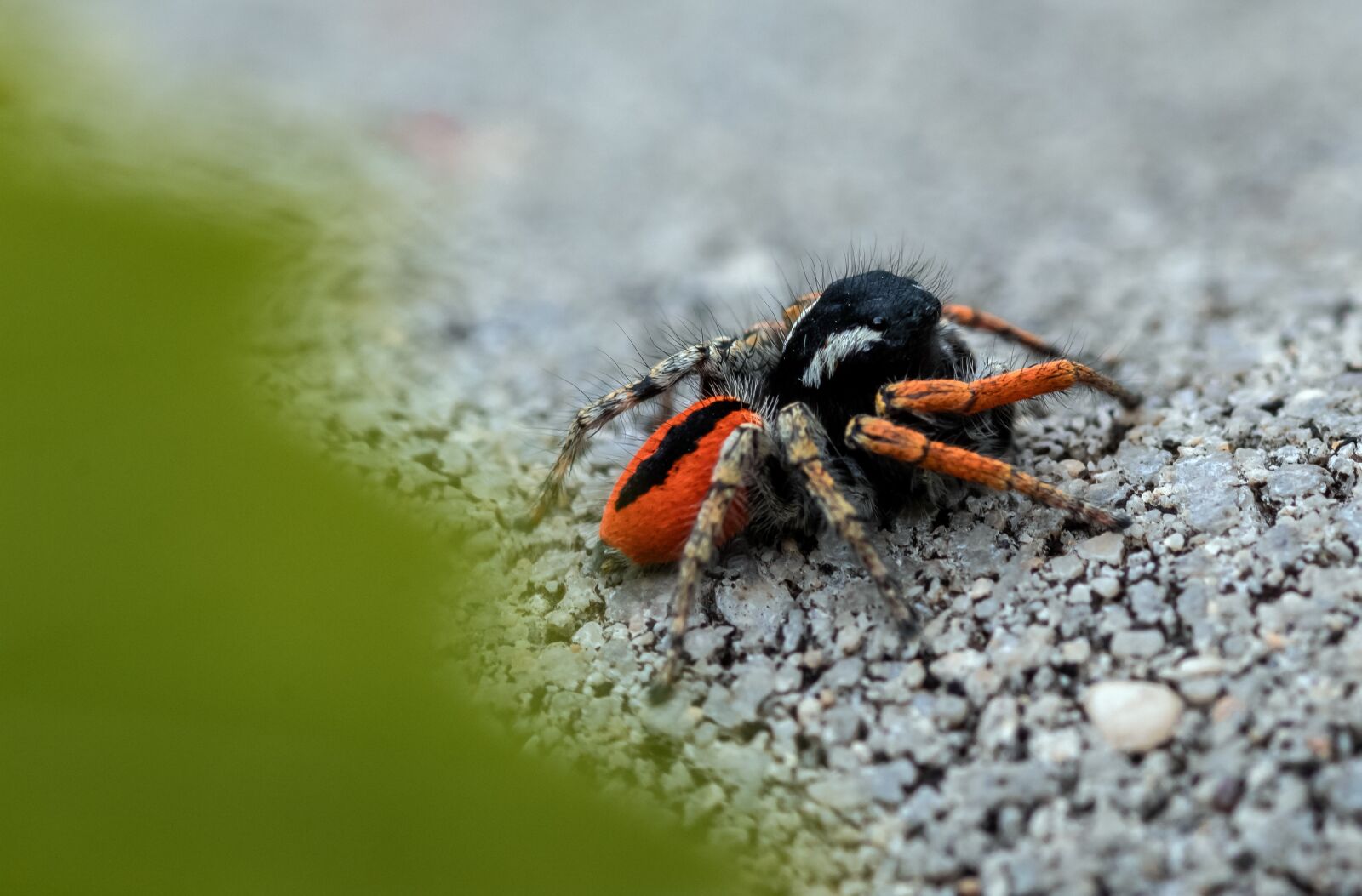 Canon EOS 1300D (EOS Rebel T6 / EOS Kiss X80) sample photo. Spider, macro, web photography