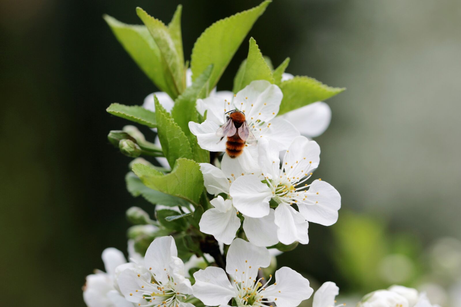 Canon EOS 7D Mark II sample photo. Cherry, flowers, blooming photography