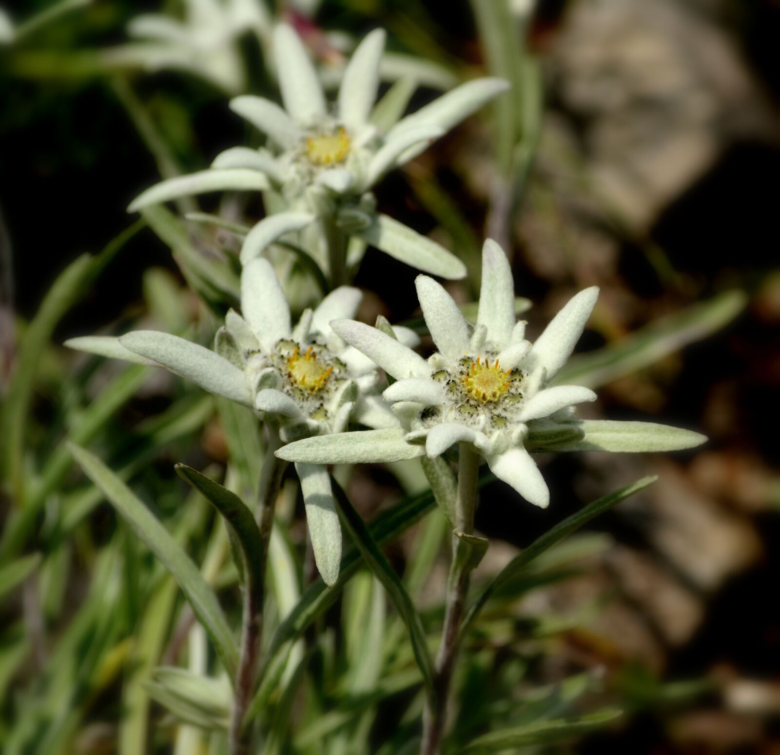 Nikon D3100 sample photo. Flower, edelweiss, plant photography