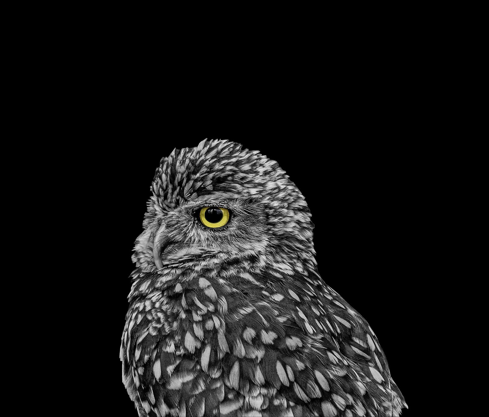 Nikon D7000 sample photo. Owl, animals, wild photography