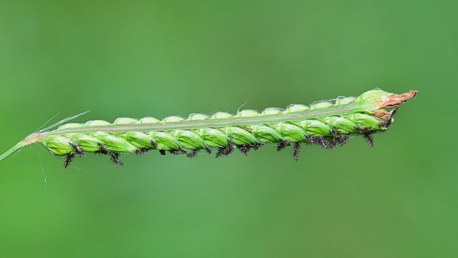 Nikon D5300 sample photo. Nature, stem, plants photography