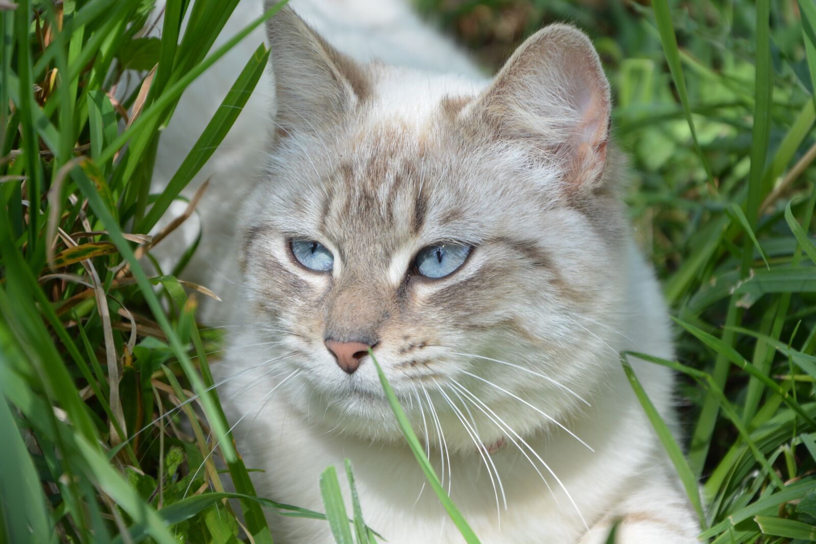 Nikon D5200 sample photo. Cat, feline, animal photography
