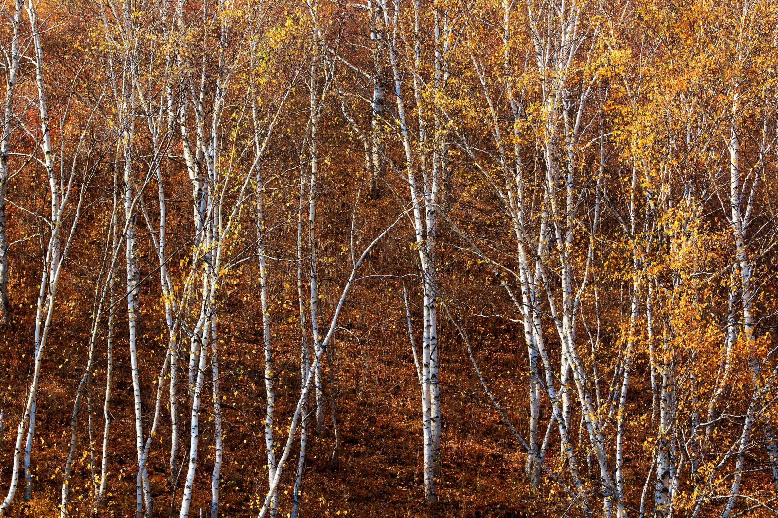 Canon EOS 70D + Canon EF 70-200mm F2.8L IS USM sample photo. Autumn, the scenery, golden photography