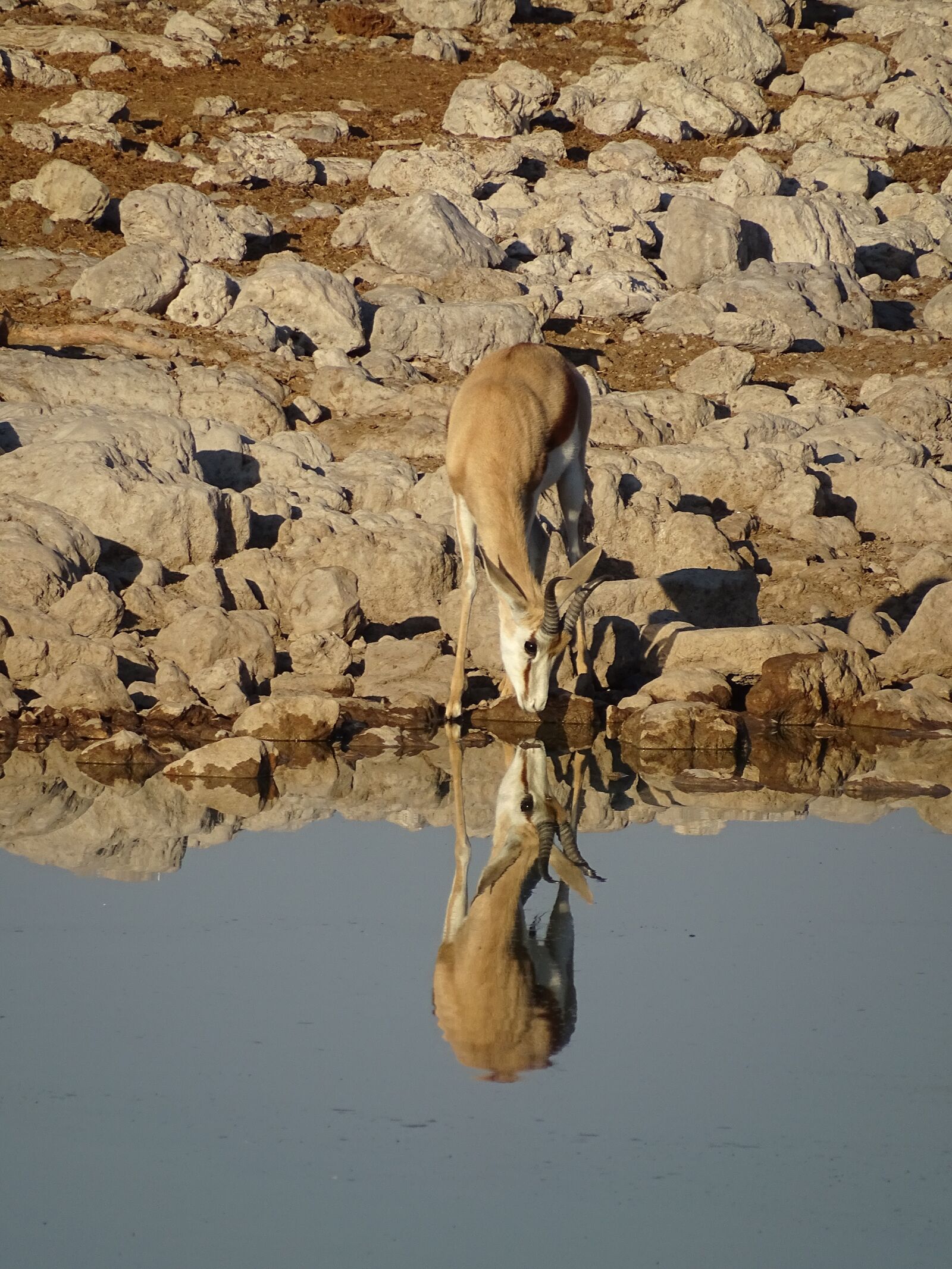 Sony Cyber-shot DSC-HX400V sample photo. Gazelle, water hole, namibia photography