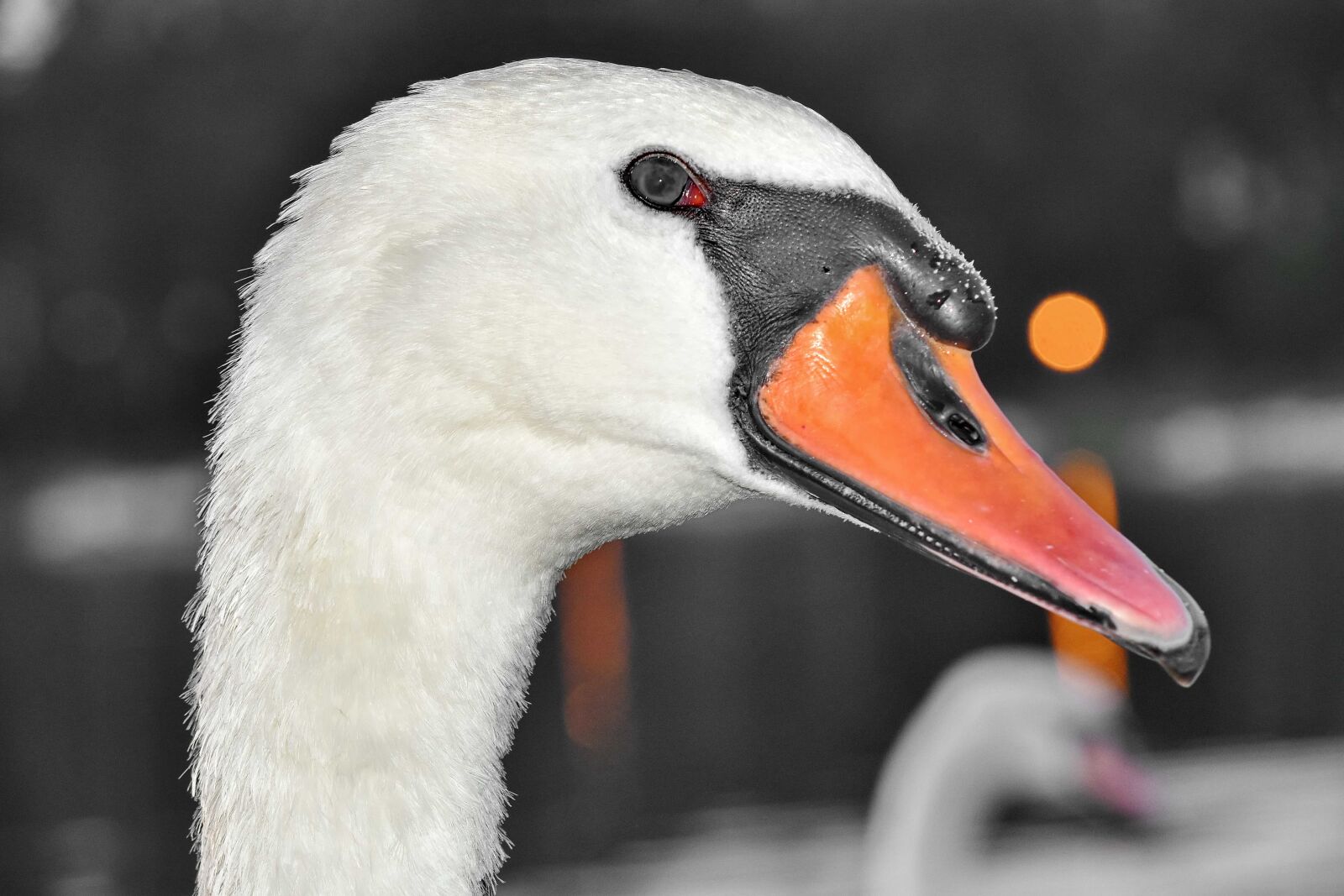 Nikon D5500 sample photo. Beak, details, head, nature photography
