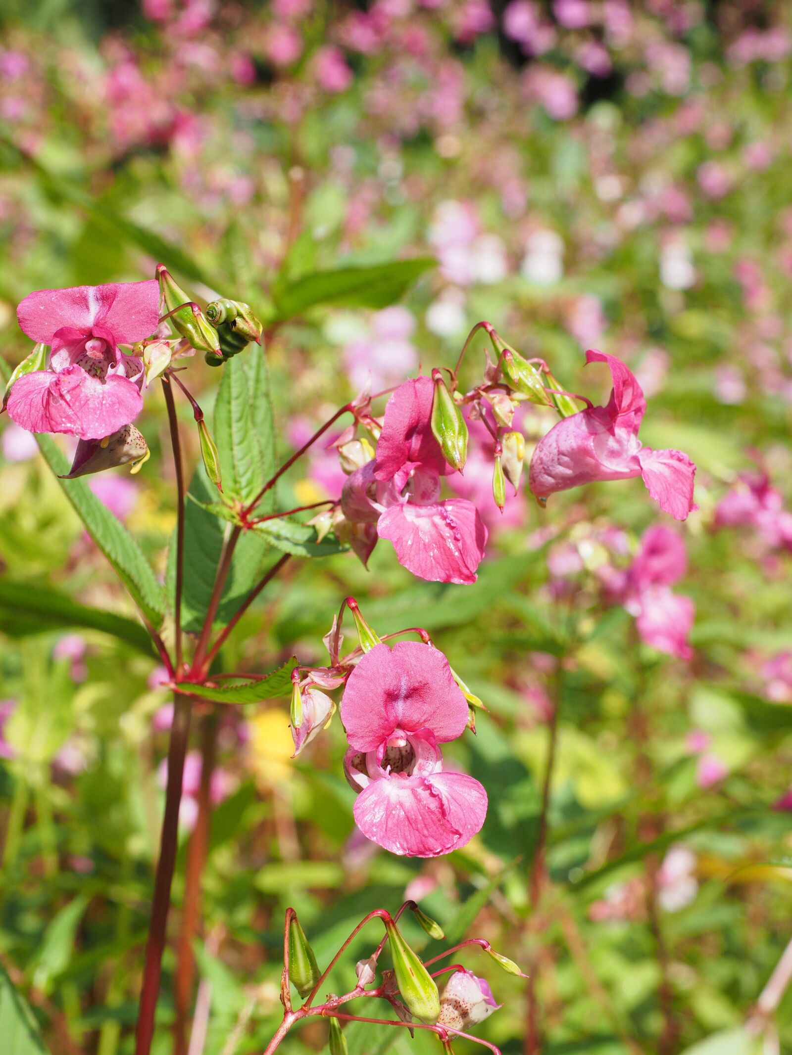 Olympus OM-D E-M1 + Olympus M.Zuiko Digital ED 12-40mm F2.8 Pro sample photo. Seeds, balsam, himalayan balsam photography